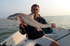 Common-Smooth-Hound-1-