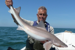 STarry-Smooth-Hound-3
